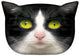 Almofada de design com motivo de gato Almofada decorativa com zíper oculto e enchimento Almofada Panda