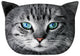 Cojín de diseño con motivo de gato Cojín decorativo con cremallera oculta y relleno Cojín Fryc